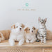 Kit 5 em 1 de limpeza para Cães e Gatos, com Champô, Luva, Escova de dupla face, Lima e Corta - unhas - PetDoctors - Loja Online