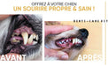 Kit Pasta Dentífrica para Cães 2x100 gramas Sabor a Menta + Escova de dentes 3 cabeças + 1 Dedeira - Anti Tártaro, Anti Mau Hálito - Cuidado orail para cães - PetDoctors - Loja Online