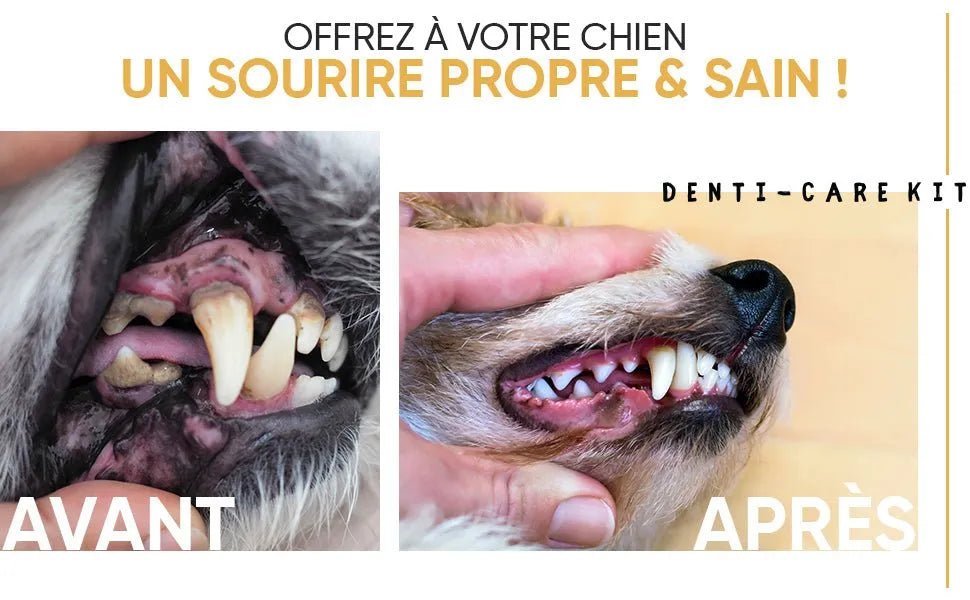Kit Pasta Dentífrica para Cães 2x100 gramas Sabor a Menta + Escova de dentes 3 cabeças + 1 Dedeira - Anti Tártaro, Anti Mau Hálito - Cuidado orail para cães - PetDoctors - Loja Online