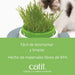 Kit Recarga Germinador para Vaso Erva Gateira (3 Unidades) - PetDoctors - Loja Online