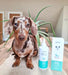 Limpador de orelhas para cães e gatos, óleo de côco e aloé vera (240 ml) - PetDoctors - Loja Online
