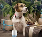 Limpador manual de patas para cão pequeno, com oferta de escova de dentes e toalha - PetDoctors - Loja Online