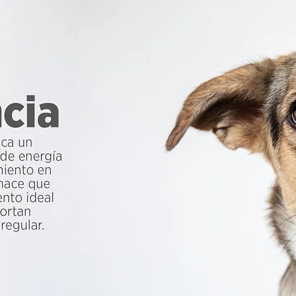 maxxicardio Suplemento cardiaco e cardiovascular para cães (em pó: 150 gramas) - PetDoctors - Loja Online