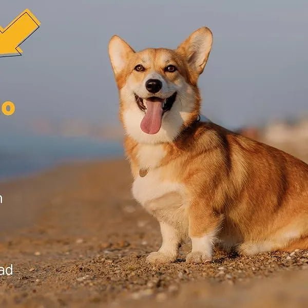 maxxicardio Suplemento cardiaco e cardiovascular para cães (em pó: 150 gramas) - PetDoctors - Loja Online