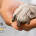 Maxxidigest+ Probiótico Poderoso - Diarreia, Antibacteriano, Alívio de alergias - PetDoctors - Loja Online