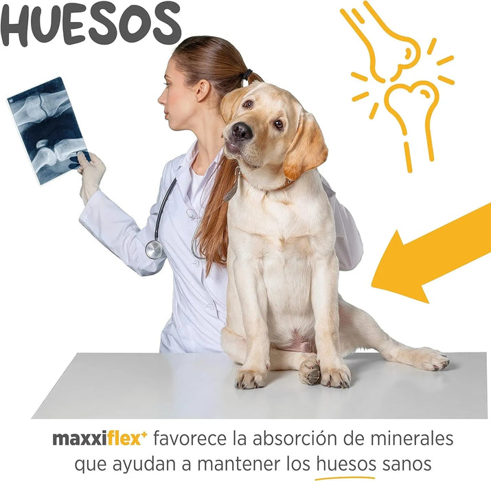 maxxiflex+ Suplemento avançado para as articulações do cão - glucosamina, condroitina, MSM, ácido hialurónico , garra do , bromelina, açafrão - PetDoctors - Loja Online