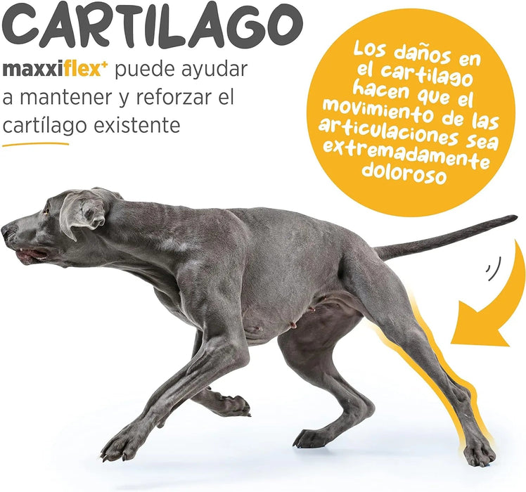 maxxiflex+ Suplemento avançado para as articulações do cão - glucosamina, condroitina, MSM, ácido hialurónico , garra do , bromelina, açafrão - PetDoctors - Loja Online