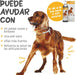 maxxiomega Suplemento em óleo para cães, com bomba de dosagem para fácil administração, ómega 3, 6, 9 e vitaminas A, D, E e biotina | para pele saudável e pêlo brilhante (296 ml) - PetDoctors - Loja Online