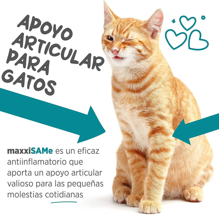 maxxisame Suplemento avançado para gatos – Ajuda ao fígado felino, articulações e saúde cognitiva – 90 g de pó - PetDoctors - Loja Online