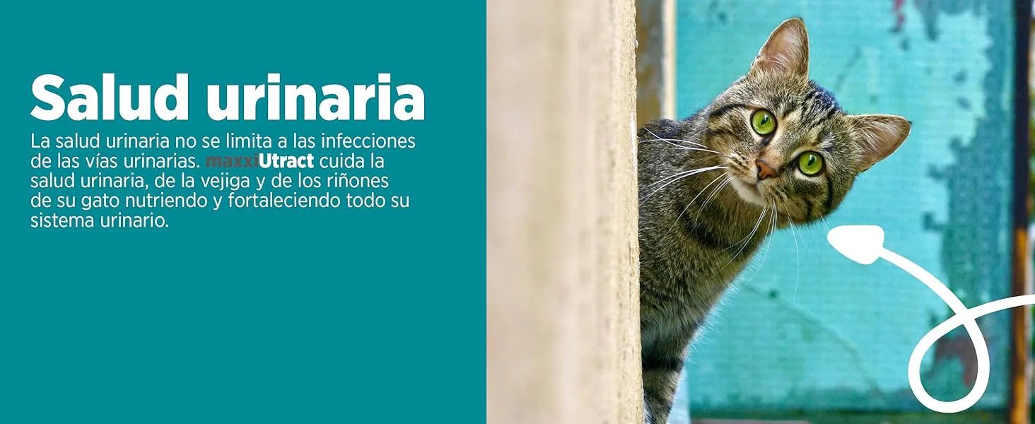 maxxiUtract Suplemento urinário e vesical para gatos - Ajuda à saúde do sistema urinário, controlo da bexiga e recorrência de ITU - com mirtios (em pó: 90 gramas) - PetDoctors - Loja Online