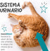maxxiUtract Suplemento urinário e vesical para gatos - Ajuda à saúde do sistema urinário, controlo da bexiga e recorrência de ITU - com mirtios (em pó: 90 gramas) - PetDoctors - Loja Online