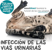 maxxiUtract Suplemento urinário e vesical para gatos - Ajuda à saúde do sistema urinário, controlo da bexiga e recorrência de ITU - com mirtios (em pó: 90 gramas) - PetDoctors - Loja Online