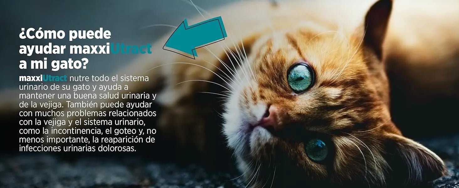 maxxiUtract Suplemento urinário e vesical para gatos - Ajuda à saúde do sistema urinário, controlo da bexiga e recorrência de ITU - com mirtios (em pó: 90 gramas) - PetDoctors - Loja Online