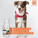 MENFORSAN INTESTINOS Alimento complementar líquido para cães e gatos com problemas intestinais | Melhora as digestões | Evita parasitas internos | 120 ml - PetDoctors - Loja Online