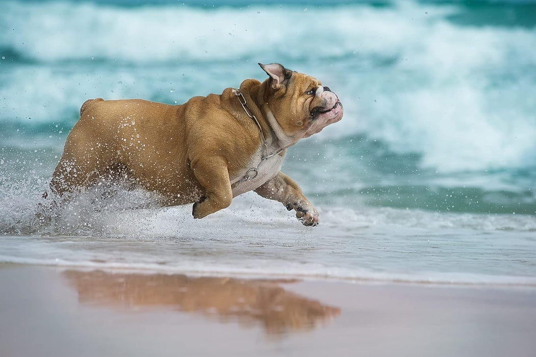 MOOIZA Biotic Probio – Probiotico cães e gatos, flora intestinal, apoio gastrointestinal natural - digestão saudável, fortalece o sistema imunitário - PetDoctors - Loja Online