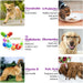 Multivitaminas Suplemento para Cães, 15 minerais e vitaminas para todos os cães 150 comprimidos, sabor de pato - PetDoctors - Loja Online