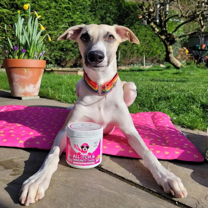 NutriPaw Tratamentos imunitários para cães, acalmar a comichão das patas, olhos, orelhas, pele, pára de morder, lamber, arranhões, perfeito para cães pequenos, médios e grandes - PetDoctors - Loja Online