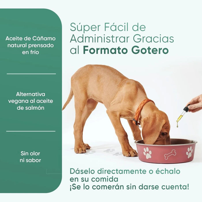 Óleo de cânhamo 100 % puro para cães e gatos 60 ml, calmante e anti - stress, ômega 3, 6 e 9, melhora o sono e cuida das suas articulações, pele e pêlo, sem sabor - PetDoctors - Loja Online