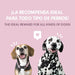 Orelhas de porco para cães - Snacks 100 % naturais - alternativa aos ossos para cães - orelha de porco completa desidratada - PetDoctors - Loja Online