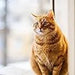 Pacifeel Heel - Suplemento Natural Anti - Ansiedade para Cães e Gatos 150ml - PetDoctors - Loja Online