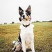 Pacifeel Heel - Suplemento Natural Anti - Ansiedade para Cães e Gatos 150ml - PetDoctors - Loja Online