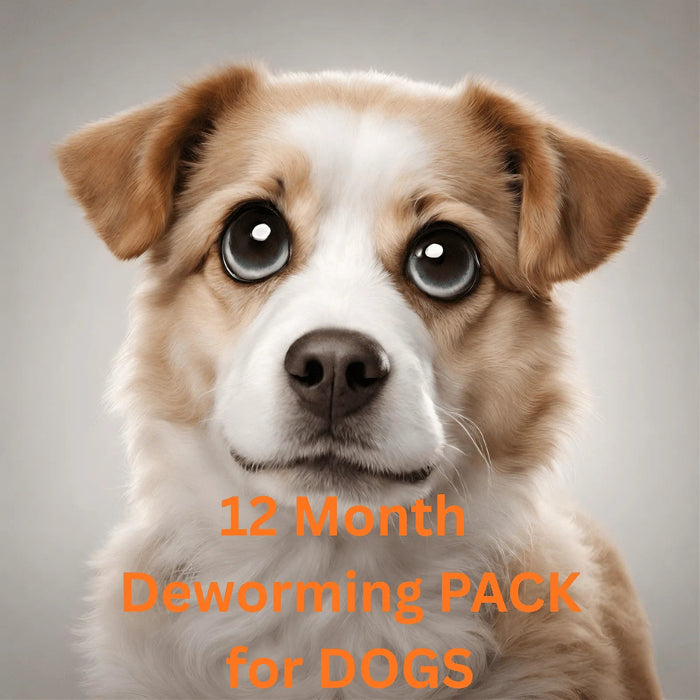 PACK Desparasitação 12 MESES - CÃO - BRAVECTO® - ENVIO GRATUITO - PetDoctors - Loja Online