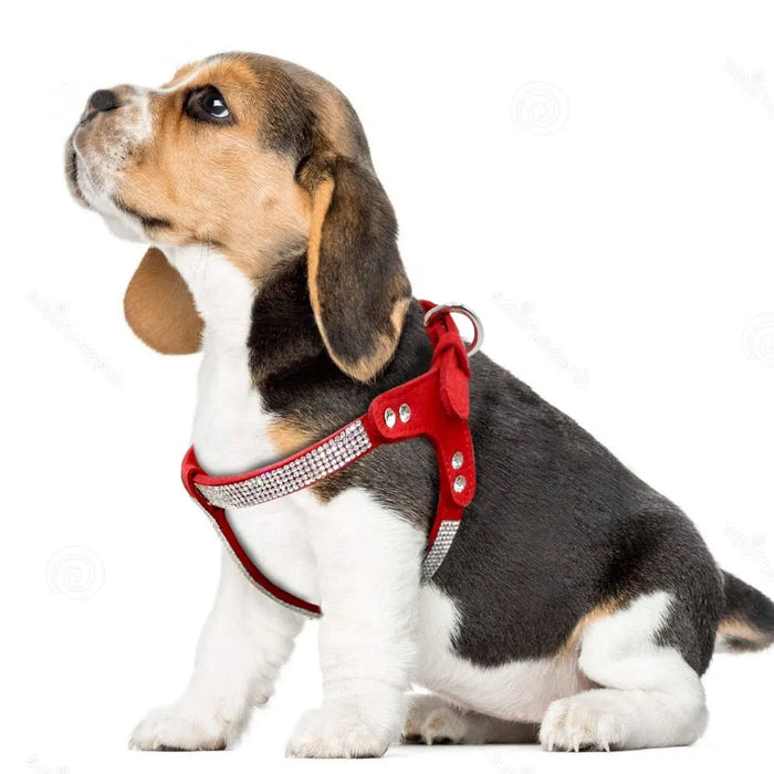 Peitoral em Cabedal, com incrustação de Cristais, para Cães de Raças Pequenas e Médias - PetDoctors - Loja Online