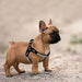 Peitoral em Cabedal, com incrustação de Cristais, para Cães de Raças Pequenas e Médias - PetDoctors - Loja Online