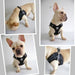 Peitoral "No - pull" Desportivo e Reflector - PetDoctors - Loja Online