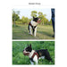 Peitoral "No - pull" Desportivo e Reflector - PetDoctors - Loja Online