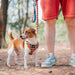 Peitoral para Cães de Raças Pequenas e Médias, ou Gatos - PetDoctors - Loja Online
