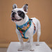 Peitoral para Cães ou Gatos, com Motivos Florais - PetDoctors - Loja Online