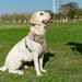 Peitoral para Cães ou Gatos, com Motivos Florais - PetDoctors - Loja Online