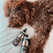 Petuxe Condicionador Vegan para cães de água - Brilho, textura e fixação de caracóis (300 ml) - PetDoctors - Loja Online