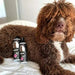 Petuxe Condicionador Vegan para cães de água - Brilho, textura e fixação de caracóis (300 ml) - PetDoctors - Loja Online