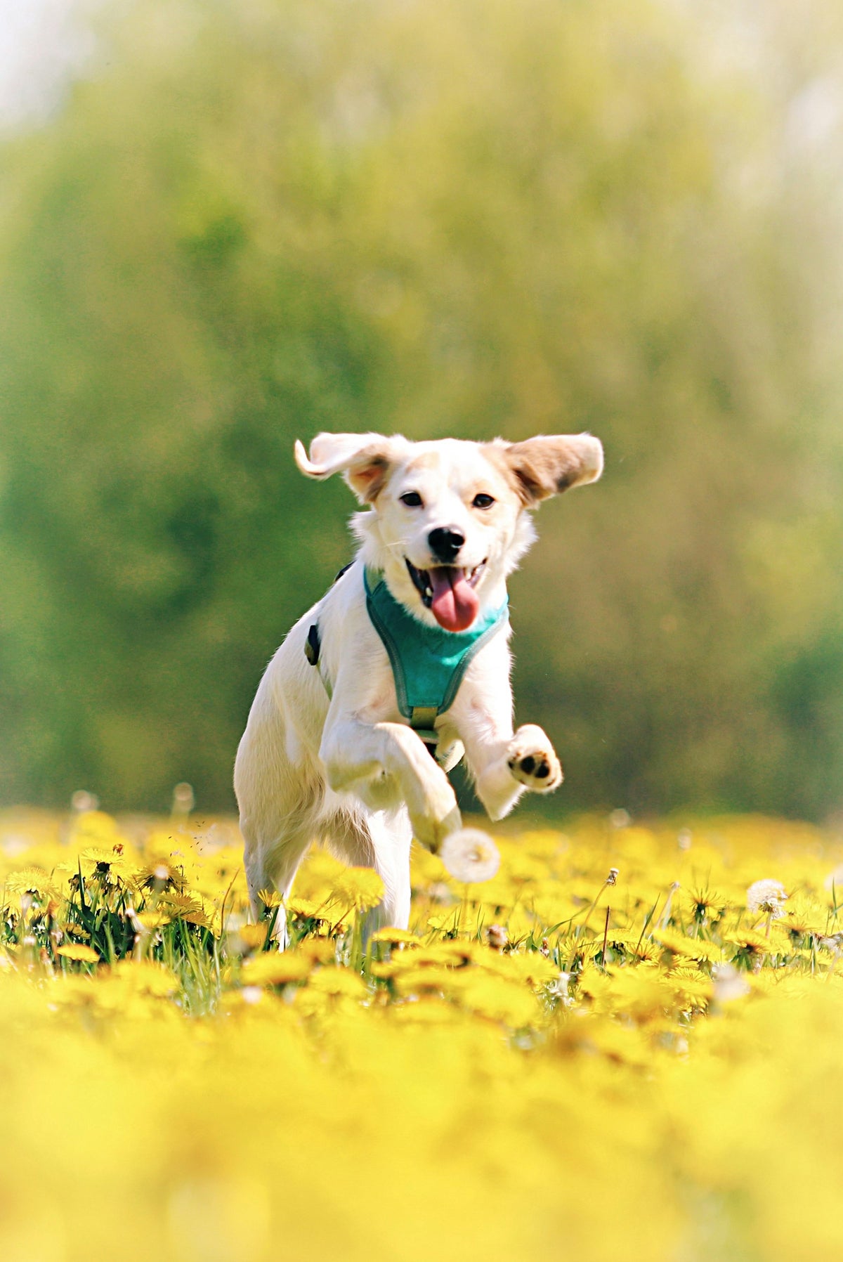 Cão branco a correr num campo de flores amarelas na primavera