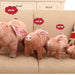 Porquinho Brinquedo em peluche para cães - PetDoctors - Loja Online