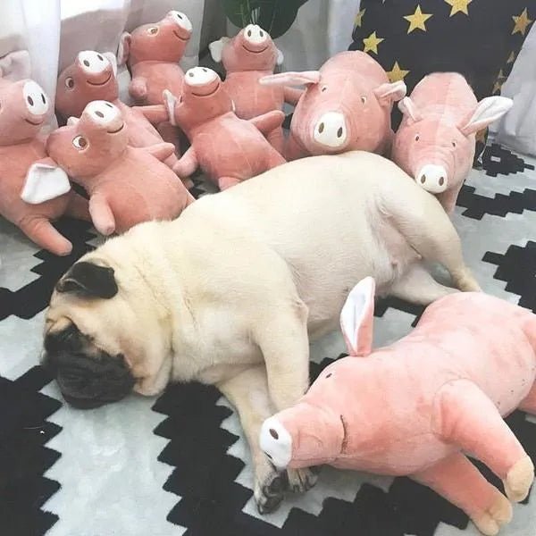 Porquinho Brinquedo em peluche para cães - PetDoctors - Loja Online