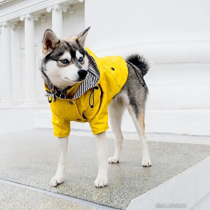 Casaco / Blusão / Gabardine Amarela Impermeável para Cães - PetDoctors - Loja Online
