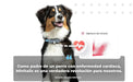Rastreador de saúde e GPS para cães 1 - informação cardíaca e respiratória - localização em tempo real - análise de atividade e bem - estar - compacta, leve e fácil de instalar - PetDoctors - Loja Online