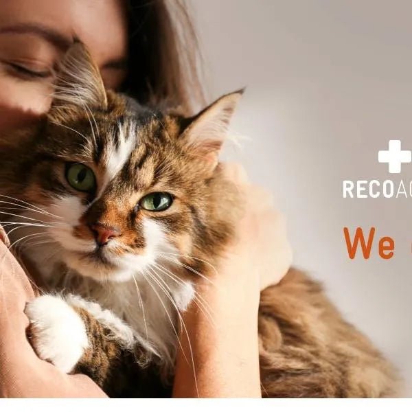 RECOACTIV Recovery renal para gatos, 1 x 280 ml, alimento dietético completo de alto teor calórico para disfunção renal e aumento das necessidades energéticas - PetDoctors - Loja Online