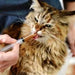 RECOACTIV Tónico imunitário para cães, 3 x 90 ml, suplemento dietético para apoio imunitário e prevenção dos sintomas de carência, eficaz estimulador dietético do apetite - PetDoctors - Loja Online