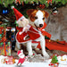 Roupa de Natal / Pai Natal para Cães Médios (L) - PetDoctors - Loja Online