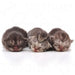 Royal Canin Babycat leite de substituição (300 gramas, em pó) - PetDoctors - Loja Online