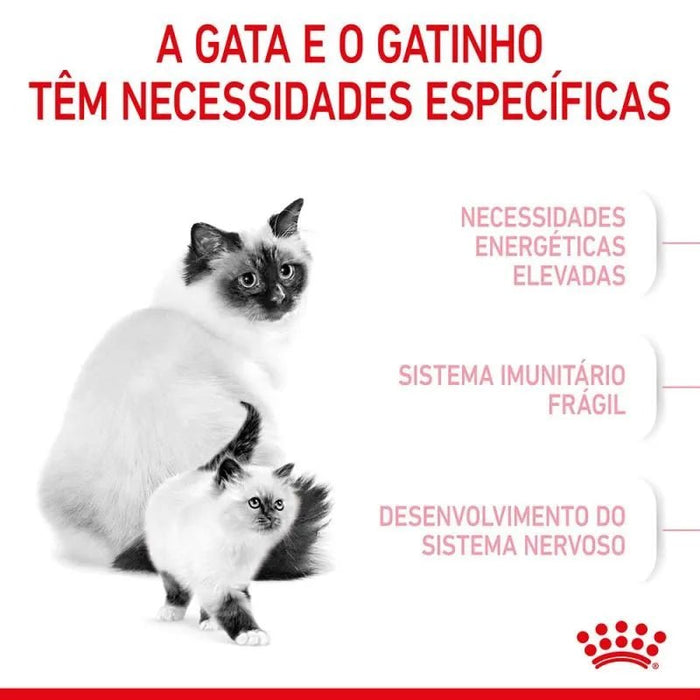 Royal Canin Mother & Babycat - PetDoctors - Loja Online