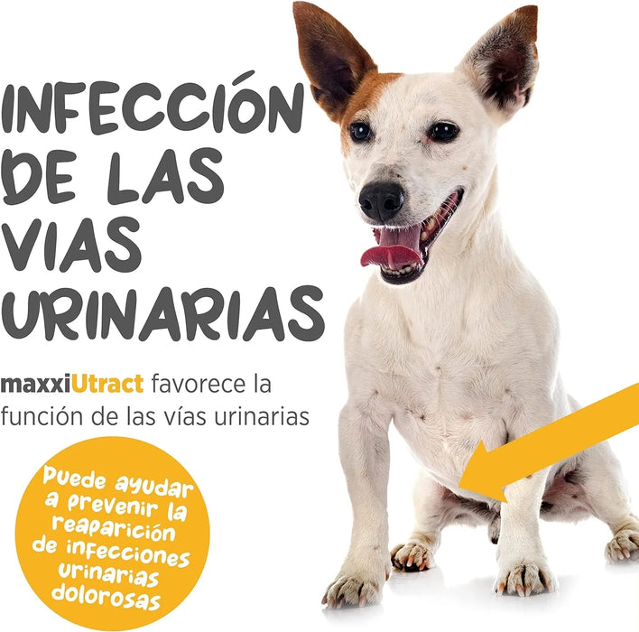 Suplemento urinário e vesical para cães maxxiUtract - ajuda à saúde do sistema urinário, controlo da bexiga e recorrência de ITU - com mirtilos - em pó 150 gr - PetDoctors - Loja Online
