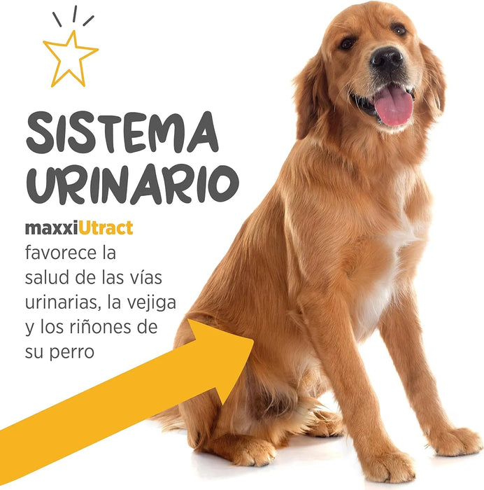 Suplemento urinário e vesical para cães maxxiUtract - ajuda à saúde do sistema urinário, controlo da bexiga e recorrência de ITU - com mirtilos - em pó 150 gr - PetDoctors - Loja Online