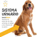 Suplemento urinário e vesical para cães maxxiUtract - ajuda à saúde do sistema urinário, controlo da bexiga e recorrência de ITU - com mirtilos - em pó 150 gr - PetDoctors - Loja Online