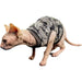 T-shirt Sculls para Gato Sphynx - PetDoctors - Loja Online