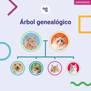 Teste ADN / DNA para Gatos - 150+ Relatórios de Raça, Saúde e Traços Físicos - PetDoctors - Loja Online